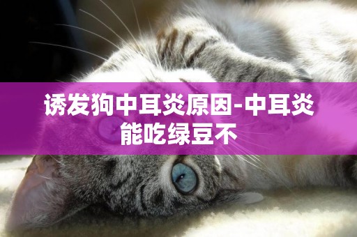 誘發狗中耳炎原因-中耳炎能吃綠豆不