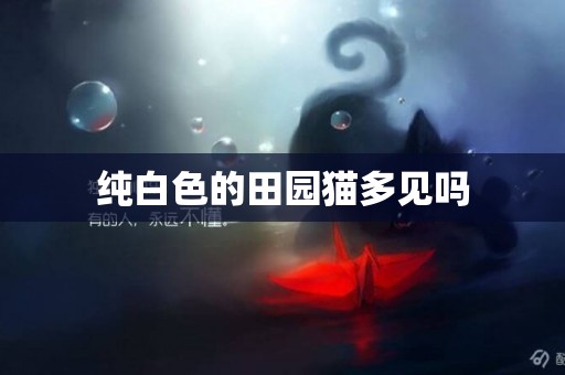 純白色的田園貓多見嗎