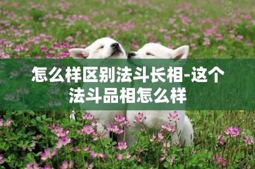 怎么樣區別法斗長相-這個法斗品相怎么樣