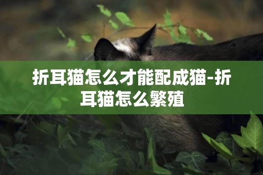 折耳貓怎么才能配成貓-折耳貓怎么繁殖