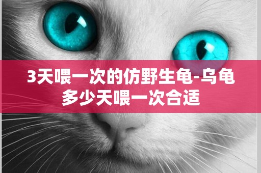 3天喂一次的仿野生龜-烏龜多少天喂一次合適