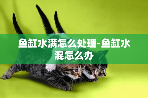 魚缸水滿怎么處理-魚缸水混怎么辦