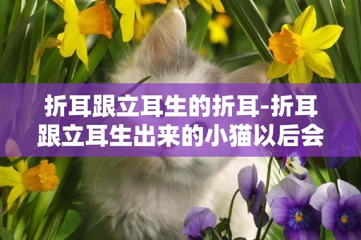 折耳跟立耳生的折耳-折耳跟立耳生出來的小貓以后會有病嗎