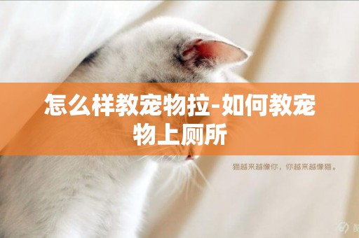怎么樣教寵物拉-如何教寵物上廁所