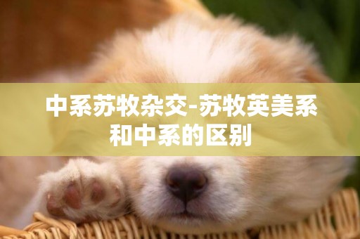中系蘇牧雜交-蘇牧英美系和中系的區別