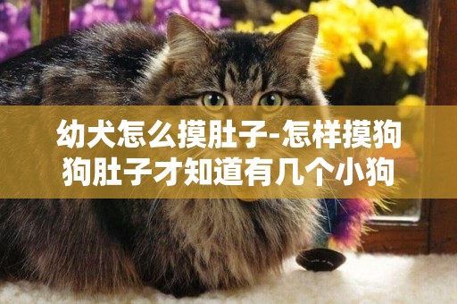幼犬怎么摸肚子-怎樣摸狗狗肚子才知道有幾個小狗