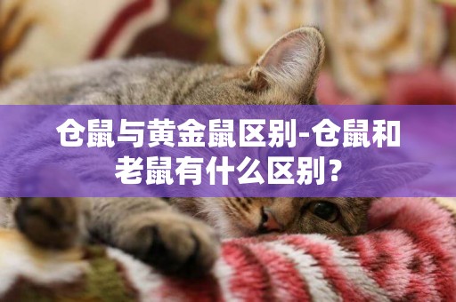 倉鼠與黃金鼠區別-倉鼠和老鼠有什么區別？