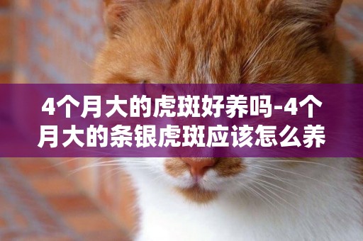 4個月大的虎斑好養嗎-4個月大的條銀虎斑應該怎么養？