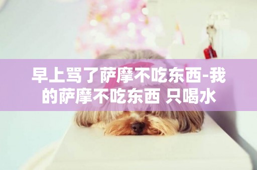 早上罵了薩摩不吃東西-我的薩摩不吃東西 只喝水