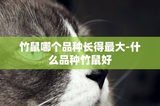 竹鼠哪個品種長得最大-什么品種竹鼠好