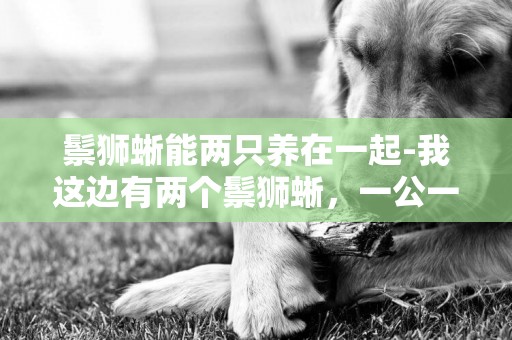 鬃獅蜥能兩只養在一起-我這邊有兩個鬃獅蜥，一公一母，是否能放在一起養~，現在公的在發情一直在點頭，母
