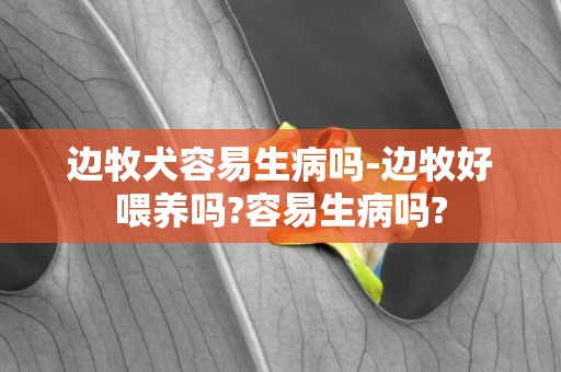 邊牧犬容易生病嗎-邊牧好喂養嗎?容易生病嗎?