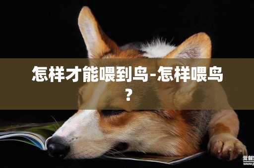 怎樣才能喂到鳥-怎樣喂鳥？