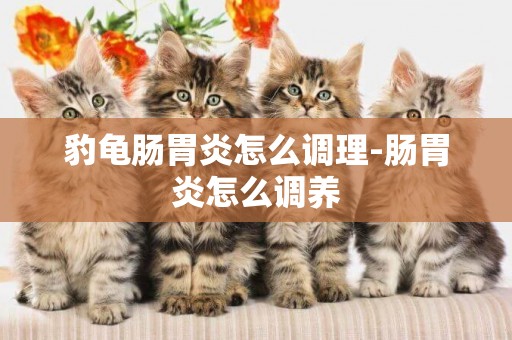 豹龜腸胃炎怎么調理-腸胃炎怎么調養