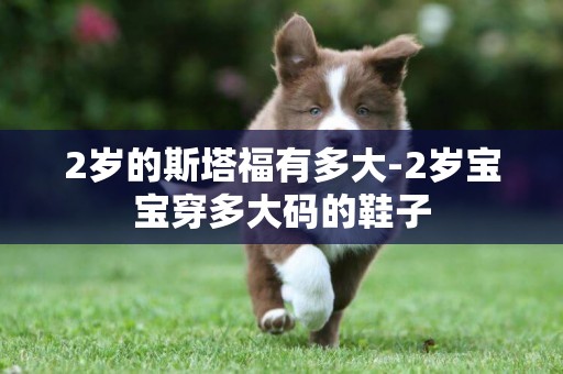 2歲的斯塔福有多大-2歲寶寶穿多大碼的鞋子