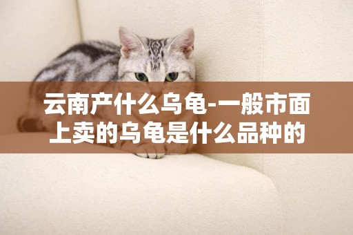 云南產什么烏龜-一般市面上賣的烏龜是什么品種的