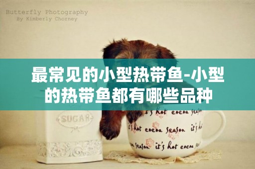 最常見的小型熱帶魚-小型的熱帶魚都有哪些品種
