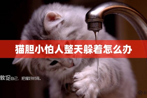 貓膽小怕人整天躲著怎么辦
