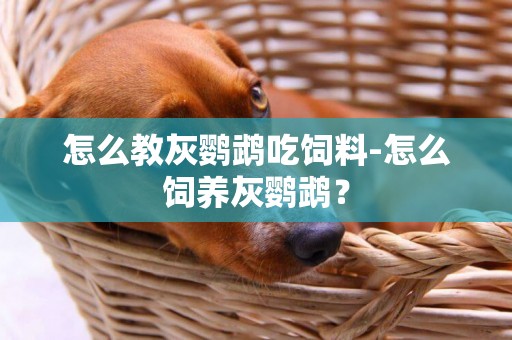 怎么教灰鸚鵡吃飼料-怎么飼養灰鸚鵡？