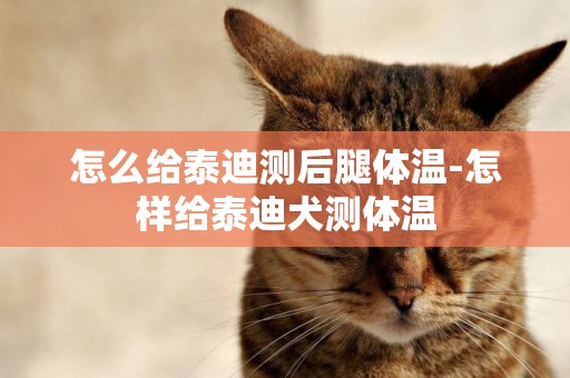 怎么給泰迪測后腿體溫-怎樣給泰迪犬測體溫