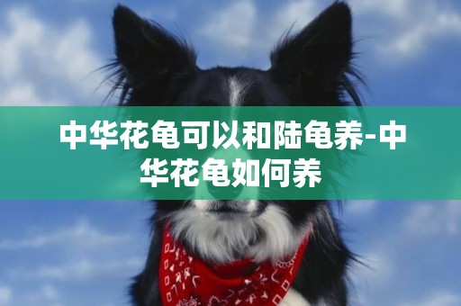 中華花龜可以和陸龜養-中華花龜如何養