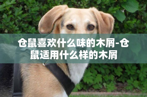 倉鼠喜歡什么味的木屑-倉鼠適用什么樣的木屑