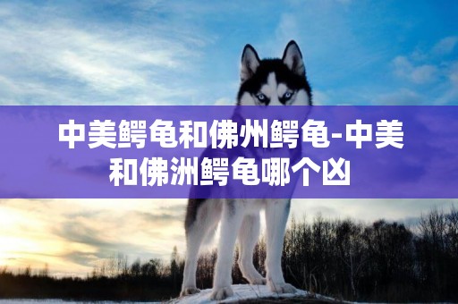 中美鱷龜和佛州鱷龜-中美和佛洲鱷龜哪個兇