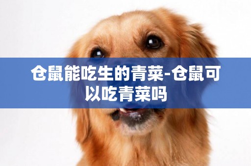 倉鼠能吃生的青菜-倉鼠可以吃青菜嗎