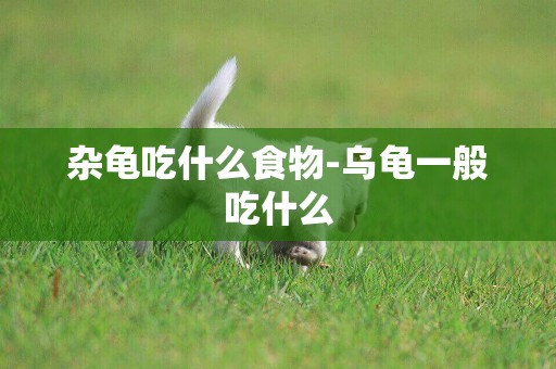 雜龜吃什么食物-烏龜一般吃什么