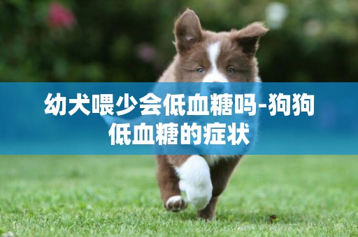 幼犬喂少會低血糖嗎-狗狗低血糖的癥狀