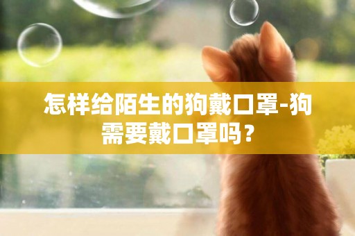 怎樣給陌生的狗戴口罩-狗需要戴口罩嗎？