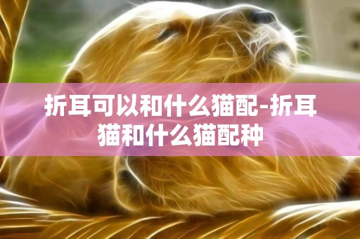 折耳可以和什么貓配-折耳貓和什么貓配種