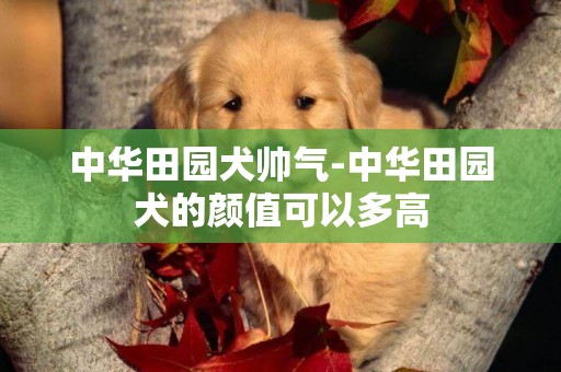 中華田園犬帥氣-中華田園犬的顏值可以多高