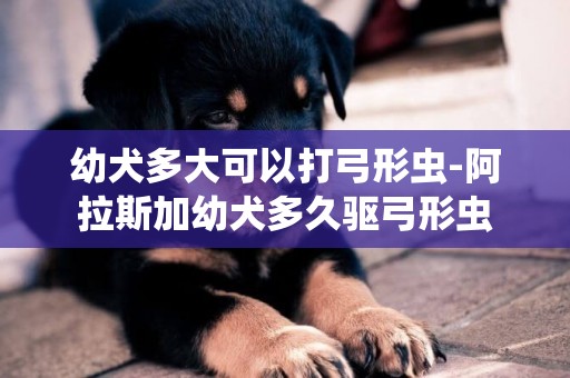 幼犬多大可以打弓形蟲-阿拉斯加幼犬多久驅弓形蟲