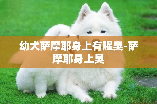 幼犬薩摩耶身上有腥臭-薩摩耶身上臭