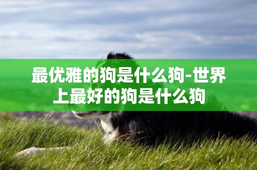 最優雅的狗是什么狗-世界上最好的狗是什么狗