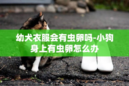 幼犬衣服會有蟲卵嗎-小狗身上有蟲卵怎么辦