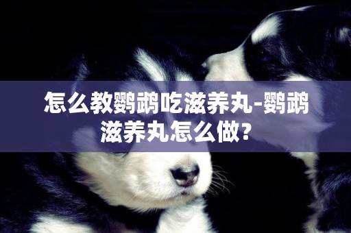 怎么教鸚鵡吃滋養丸-鸚鵡滋養丸怎么做？