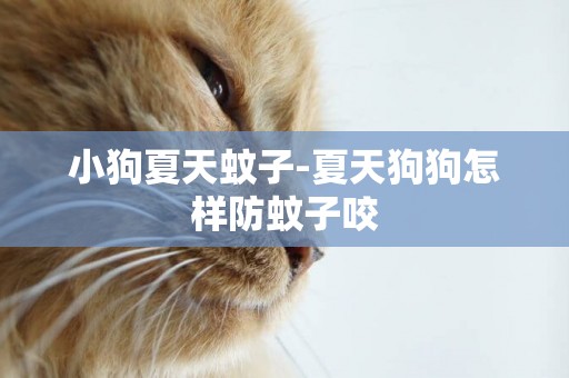 小狗夏天蚊子-夏天狗狗怎樣防蚊子咬
