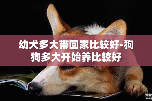 幼犬多大帶回家比較好-狗狗多大開始養比較好
