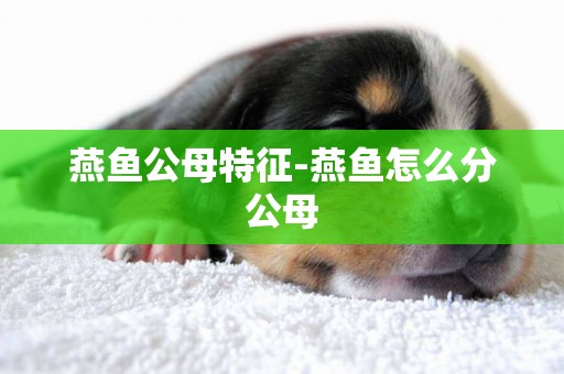 燕魚公母特征-燕魚怎么分公母