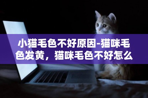 小貓毛色不好原因-貓咪毛色發黃，貓咪毛色不好怎么辦