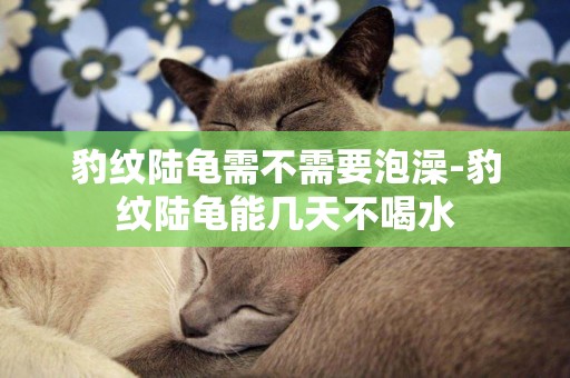 豹紋陸龜需不需要泡澡-豹紋陸龜能幾天不喝水