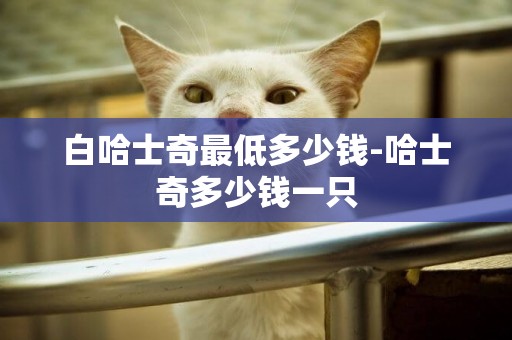 白哈士奇最低多少錢-哈士奇多少錢一只