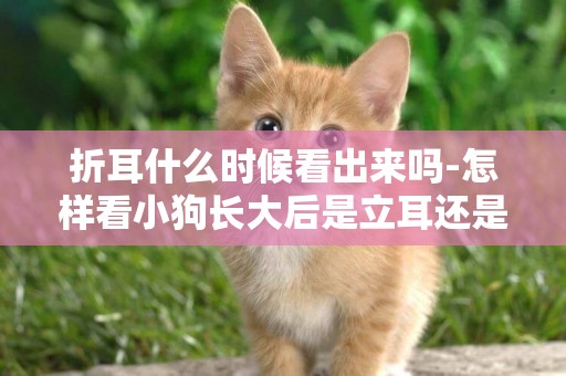折耳什么時候看出來嗎-怎樣看小狗長大后是立耳還是折耳,有竅門嗎!