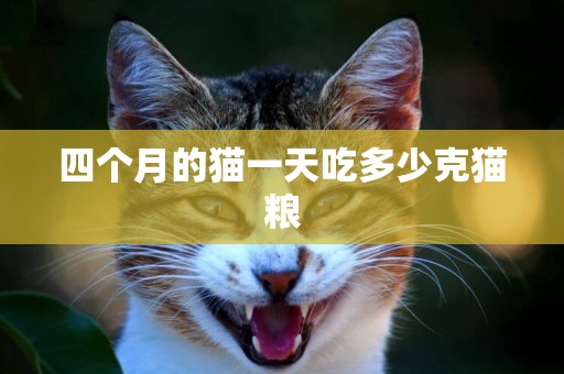 四個月的貓一天吃多少克貓糧