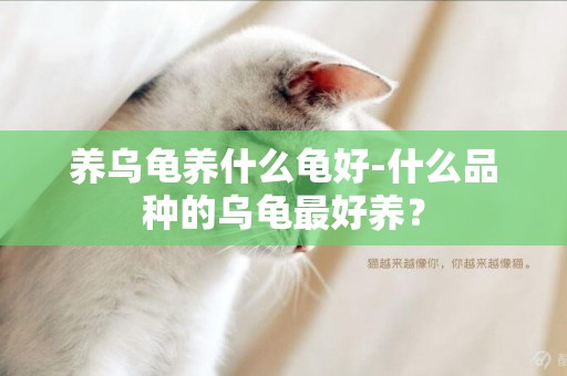 養烏龜養什么龜好-什么品種的烏龜最好養？