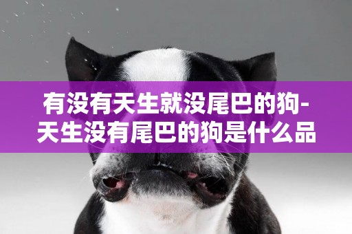 有沒有天生就沒尾巴的狗-天生沒有尾巴的狗是什么品種