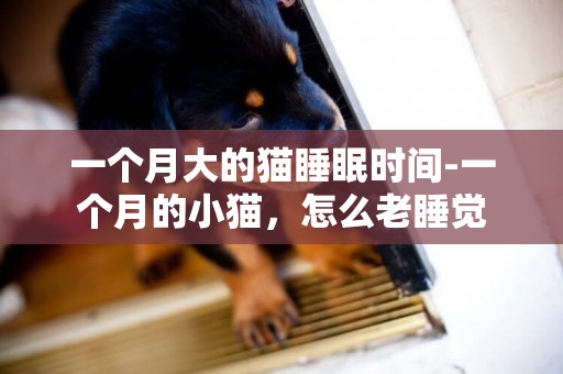 一個月大的貓睡眠時間-一個月的小貓，怎么老睡覺