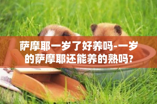 薩摩耶一歲了好養嗎-一歲的薩摩耶還能養的熟嗎?